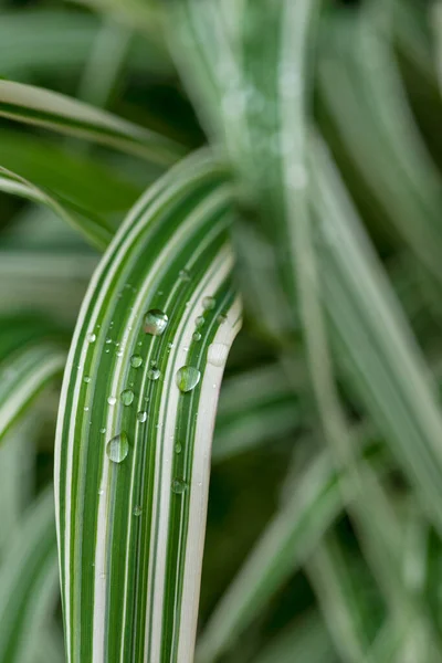 Closeup Θέα Στη Φύση Του Πράσινου Φύλλου Διακοσμητικό Γρασίδι Σταγόνες — Φωτογραφία Αρχείου