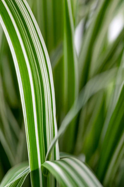 Closeup Θέα Στη Φύση Του Πράσινου Φύλλου Θολή Φόντο Πράσινο — Φωτογραφία Αρχείου