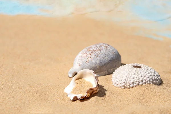 Seashells on a sandy beach on a hot summer day