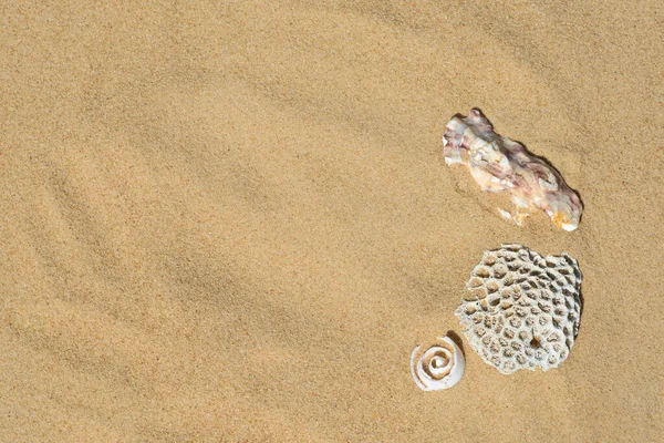 Seashells Písečné Pláži Horkém Letním Dni — Stock fotografie