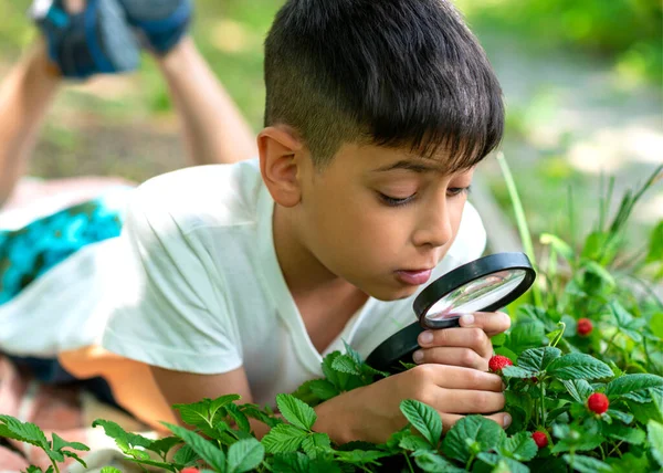 Shot Young Boy Exploring Plant World Magnifier Looks Interest Berries — Stock Photo, Image