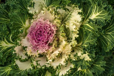 Bahçede güneşin aydınlattığı dekoratif renkli lahananın yakın plan görüntüsü.