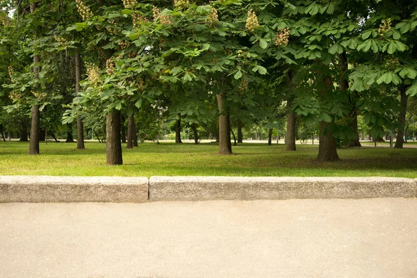 Kastanienschuss Park Entlang Der Asphaltierten Straße Einem Frühlings Oder Sommertag — Stockfoto