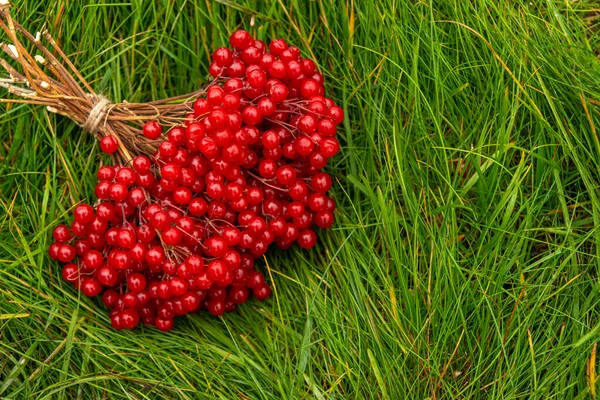 Shot Bunch Twigs Red Berries Viburnum Lies Green Grass — Stock Photo, Image