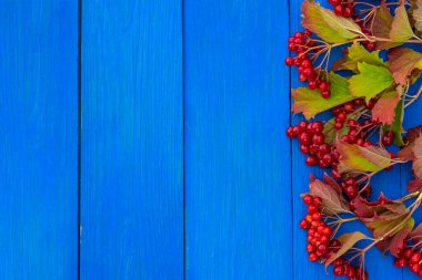 Sonbahar botanik kompozisyonu. Renkli yaprakları olan kırmızı viburum meyveleri mavi ahşap arka planda duruyor. Çiçek çerçevesi. Üst görünüm.  