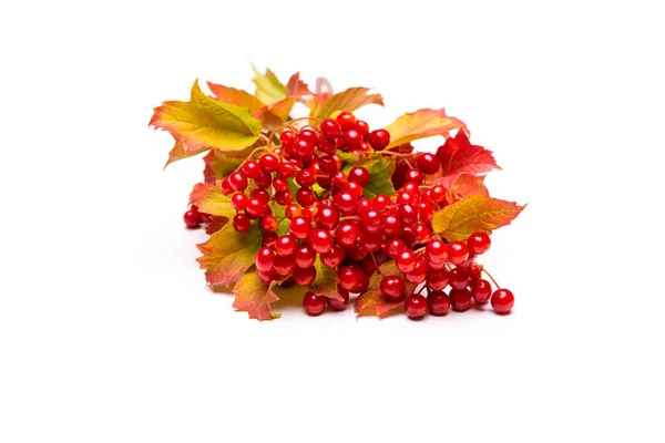 Shot Twig Red Viburnum Berries Autumn Colorful Leaves White Background — Stock Photo, Image