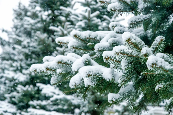 Zbliżenie Gałązek Świerkowych Pod Śniegiem Parku Podczas Opadów Śniegu Naturalne — Zdjęcie stockowe