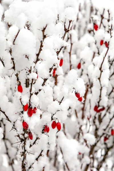 Zbliżenie Gałązek Jagodowych Czerwonymi Owocami Pod Śniegiem Parku Podczas Opadów — Zdjęcie stockowe