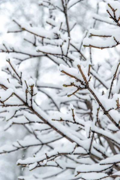 Zbliżenie Gałęzi Pod Śniegiem Parku Podczas Opadów Śniegu Naturalne Śnieżne — Zdjęcie stockowe