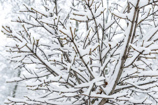 Close Branches Snow Park Snowfall Natural Snowy Winter Background Postcard — Stock Photo, Image