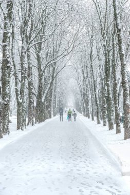 Bir kar yağışı sırasında parktaki karın altında ladin dallarının yakın çekimi. Doğal karlı kış arka planı. Kartpostal, afiş, çerçeve