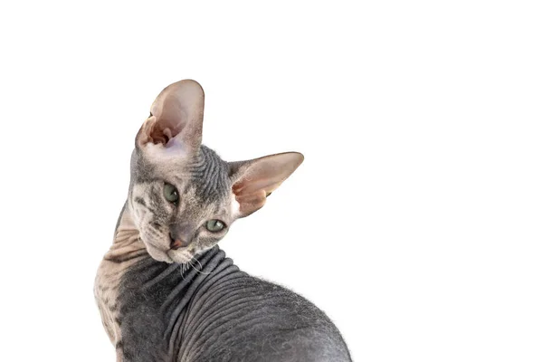 Half Length Portrait Pet Don Sphynx Kitten White Background — Stock Photo, Image