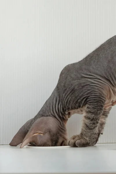 Don Sphynx Kitten Briskly Spelen Steekt Zijn Muilkorf Het Gat — Stockfoto