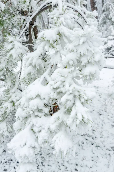 Schuss Einer Schneebedeckten Tanne Park Während Eines Schneefalls Natürliche Schneebedeckte — Stockfoto