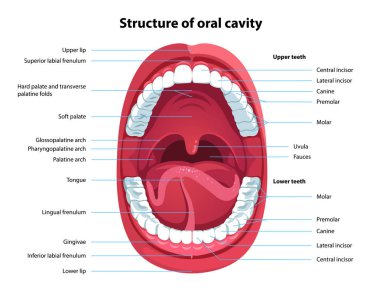 Ağız boşluğunun yapısı. İnsan ağzı anatomisi