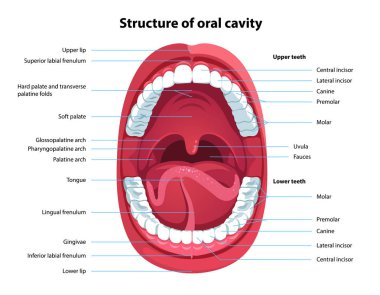 Structure of oral cavity. Human mouth anatomy clipart