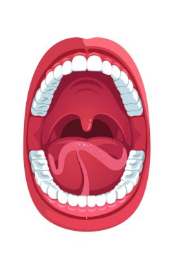 Oral cavity. Human open mouth anatomy model clipart
