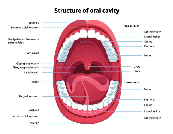 Estrutura da cavidade oral. Anatomia da boca humana — Vetor de Stock