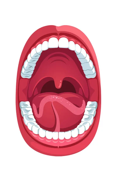 Oral cavity. Human open mouth anatomy model — Stock Vector