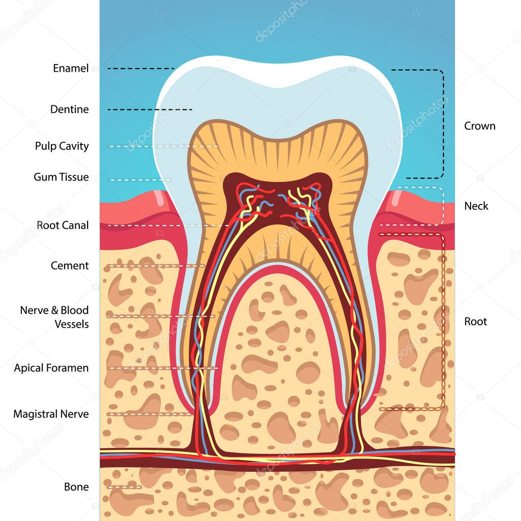 Grinder tooth, gum, scull structure cross section