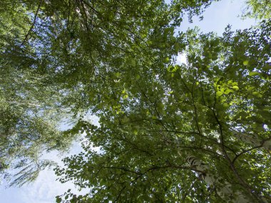 Mavi gökyüzündeki ağaçlar. Mavi gökyüzü arka planına karşı büyüyen ağaç