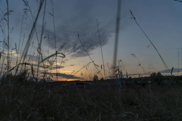 Beautiful sunset through grass in silhouette — Stock Photo, Image