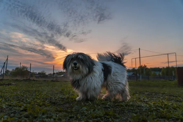 Retrato de un perro de Haván en el fondo de un hermoso cielo al atardecer y la luz del sol durante un paseo en la primavera. Paisaje natural — Foto de Stock