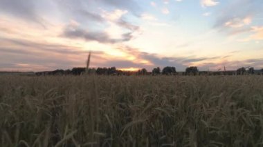 Gün batımında büyük bir buğday tarlasının arka planda ağaçlarla çekilmiş görüntüsü. Drone buğday sapının içinden uçuyor..