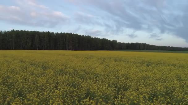 夕方に黄色の花を持つ大規模なフィールドの空中ショット 森の背景と — ストック動画