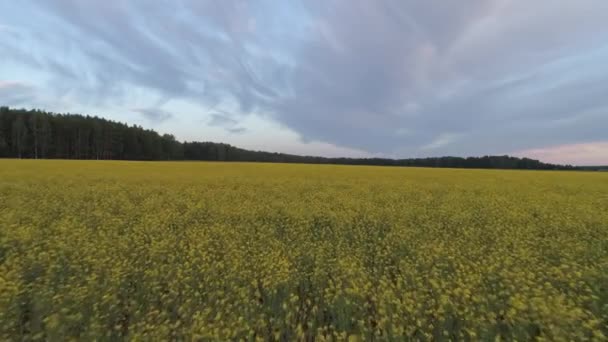Tiro Aéreo Grande Campo Com Flores Amarelas Noite Com Floresta — Vídeo de Stock