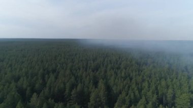 Orman yangınının hava panoramik görüntüsü. Görünürde ateş yok, ama çok duman var. Yaz, sıcak güneşli gün.