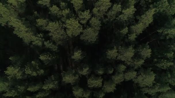 Orman Yangınının Havadan Görünüşü Etrafta Çok Fazla Duman Var Yakınlarda — Stok video
