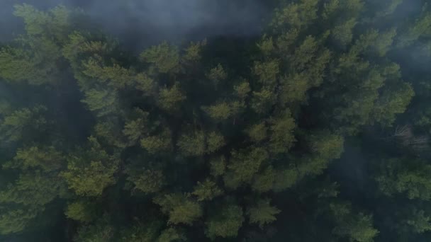 Αεροφωτογραφία Της Δασικής Φωτιάς Υπάρχει Πολύς Καπνός Εδώ Γύρω Υπάρχει — Αρχείο Βίντεο