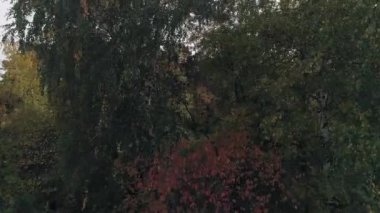 Autumn Ormanı 'nın havadan görünüşü. Ağaçlardaki yapraklar farklı renklerde - kırmızı, sarı, yeşil. Helikopter ağaçların, dalların ve yaprakların arasından uçuyor..