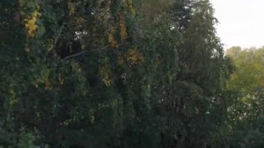 Autumn Ormanı 'nın havadan görünüşü. Ağaçlardaki yapraklar farklı renklerde - kırmızı, sarı, yeşil. Helikopter ağaçların, dalların ve yaprakların arasından uçuyor..