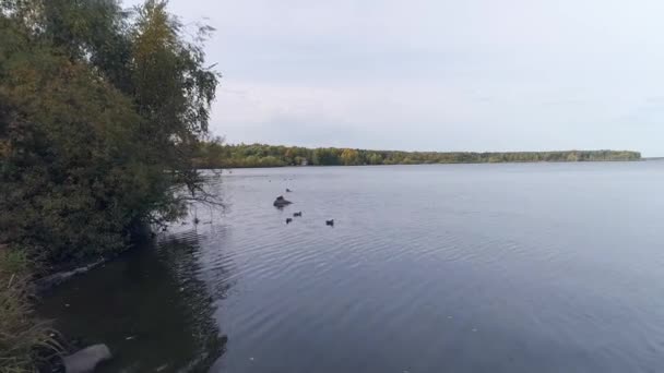 Drohnenblick Auf Enten See Enten Schwimmen Ufernähe Einige Sitzen Auf — Stockvideo