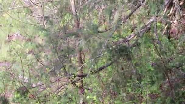 Panoramique du cèdre à la rivière — Video