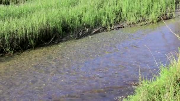 Río a través de pasto claro — Vídeos de Stock