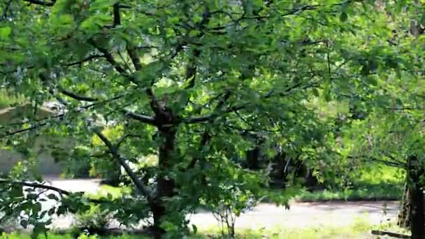 Blomblad som blåser bort träd — Stockvideo