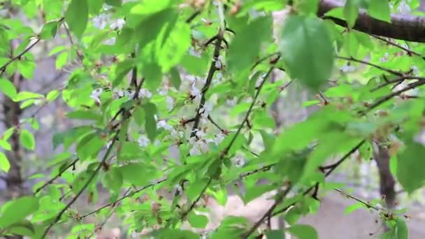 Árbol floreciente en el viento — Vídeos de Stock