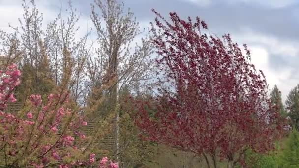 Drapeau américain soufflant dans le vent — Video