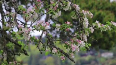 dal beyaz çiçekleri