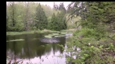 uzun otlar ve Sulak alan gölet Rüzgar büyütmek