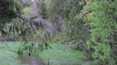 ağaçlar rüzgar ve otlar havuzlarına aracılığıyla aşağı kaydırma