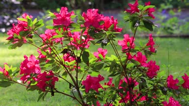 Kırmızı çiçekli açelya esintiyle üfleme