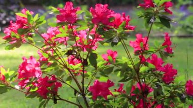 Kırmızı çiçekli açelya esintiyle üfleme yavaş pan