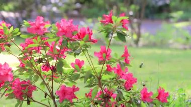 Kırmızı çiçekli açelya aşağı kaydırma esintiyle üfleme