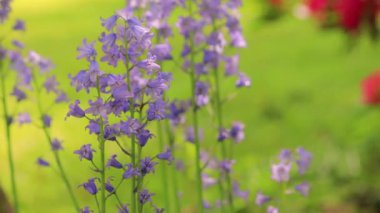 zafer orta ilkbaharda çiçek lilyum yakın çekim kar