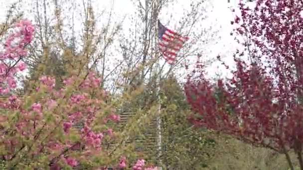 Флаг США и цветение вишни — стоковое видео
