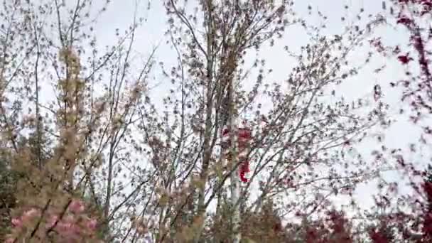 Árboles con flores frente a la bandera de EE.UU. — Vídeos de Stock